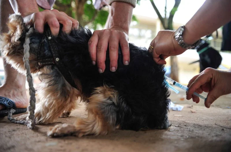 ABC entra em campo com 11 cães vítimas de maus-tratos - BAND RN: Portal de  Notícias, Vídeos, Imagens, Entrevistas, Debates e Transmissões Ao Vivo,  diretamente da TV BAND RN